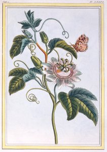 La Grenadille nebo Le Maracot, hospoda. 1776. od Pierre Joseph Buchoz