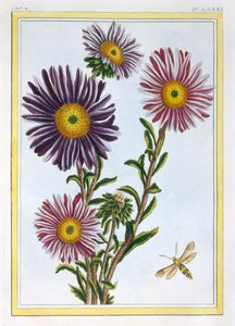 Královna Marguerite Aster, hospoda. 1776. od Pierre Joseph Buchoz