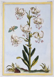 Le Martagan Blanc,  pub. 1776. od Pierre Joseph Buchoz
