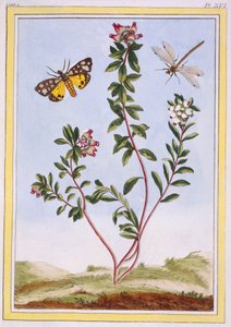 Le Petit arbousier des Alpes Horský vřes, hospoda. 1776. od Pierre Joseph Buchoz