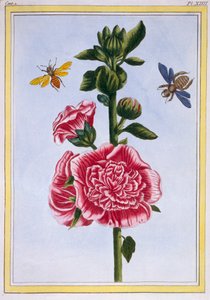 Passerose Hollyhock, hospoda. 1776. od Pierre Joseph Buchoz