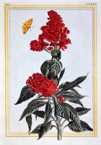 Odrůda Amaranthus, hospoda. 1776. od Pierre-Joseph Buchoz