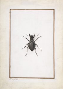 Roháč, . od Pierre Joseph Redouté