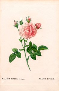 Agathe Royale Rose, Rosa gallica von Pierre Joseph Redouté