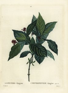 Závěsný od Pierre Joseph Redouté