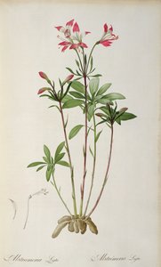 Alstraemeria Ligtu, z „Les Liliacees“ od Pierra Redoute, 8 svazků, vydáno 1805-16, (barevná rytina) od Pierre Joseph Redouté