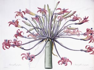 Amaryllis Josephina, 1802-1816 od Pierre Joseph Redouté