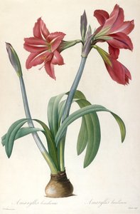 Amaryllis brasiliensis Brasilianische Amaryllis von Pierre Joseph Redouté