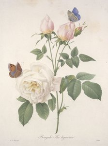 Bengálský hymenální čaj, z výběru nejkrásnějších květin a nejkrásnějších plodů, 1827 (ručně kolorovaná tečkovaná rytina)