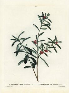 Rozmarýn bahenní, Andromeda polifolia. Ručně kolorovaná tečkovaná rytina podle ilustrace Pierre-Joseph Redoute z Treat des Arbres et Shrustes, Paříž Henriho Louise Duhamela du Monceau od Pierre Joseph Redouté