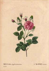 Botanická deska, květina, růže Odrůda: Agathe carnee (Rosa gallica agatha incarnata). Neznámý původ, hybridní druh Rose Gallica Damask. V „“ Les Roses“, svazek 2 od Pierre Joseph Redoute (1759-1840) od Pierre Joseph Redouté