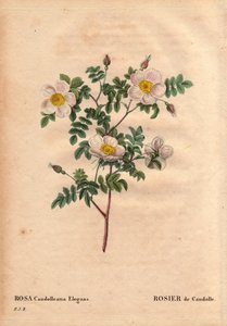Botanická deska, květina, růže Odrůda: bílá růže De Candolle nebo Rose de Candolle (Rosa candolleana elegans). Divoká růže, objevená v jižní Evropě a pojmenovaná De Candolle v roce 1819. V „“Les Roses“, Volume 2 od Pierre Joseph Redoute (1759-1840) od Pierre Joseph Redouté