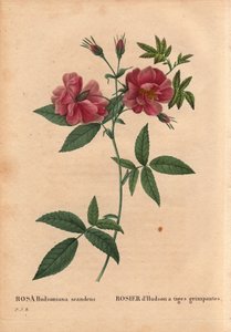 Botanická deska, květina, růže Odrůda: Hudsonova růže s popínavými stonky (Rosa hudsoniana scandens). Ze Severní Ameriky. V „“ Les Roses“, svazek 2 od Pierre Joseph Redoute (1759-1840) od Pierre Joseph Redouté