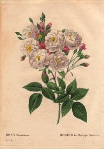 Botanická deska, květina, odrůda růže: Růže z lískového oříšku Philippe (Rosa noisettiana). Hybridní druh růže moschata chinensis pěstovaný ve Spojených státech Johnem Champneym a představený do Francie Philippe Noisette v roce 1814. V „“ Les Roses“, Volum od Pierre Joseph Redouté