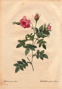 Botanische Tafel, Blume, Rosensorte: Rose mit kleinen Blüten (Rosa parvi-flora oder Rosa parvi flora) aus Nordamerika. In „Les Roses“, Band 2 von Pierre Joseph Redoute (1759-1840) von Pierre Joseph Redouté