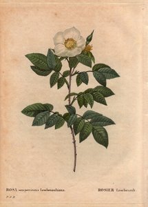 Botanická deska, květina, odrůda růže: růže Leschenault (Rosa sempervirens Leschenaultiana). Objevil je monsieur Leschenault na Nilgiri (nebo Nilagiri nebo Nilgiris), nazývané také Modré hory Indie. V regionu Tamil Nadu před rokem 1824. V „“ L od Pierre Joseph Redouté