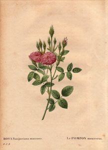 Botanická deska, květina, růžová odrůda: Šumivý druh bambulky „“ Rose de Meaux“ (Rosa Pomponiana muscosa) objevený v zahradě v západní Anglii kolem roku 1801. V „“ Les Roses“, svazek 2 od Pierra Josepha Redoute ( 1759-1840) od Pierre Joseph Redouté