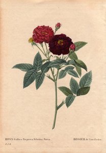 Botanická deska, květina, růže Odrůda: růže Van Eeden (Rosa Gallica Purpurea Velutina Parva). Pěstováno v Nizozemsku Van Eedenem před rokem 1810. V „“Les Roses“, Volume 2 od Pierre Joseph Redoute (1759-1840) od Pierre Joseph Redouté