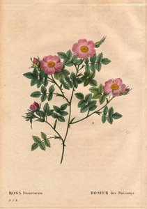 Botanická deska, květina, růže Odrůda: Bush Rose (Rosa dumetorum). Z čeledi psích růží z Evropy a Asie, objevených před rokem 1821. V „“Les Roses“, svazek 2 od Pierre Joseph Redoute (1759-1840) od Pierre Joseph Redouté
