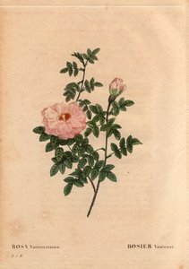 Botanische Tafel, Blume, Rosenvarietät: Rose Ventenat. In 