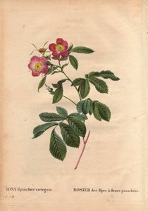 Botanická deska, květina, odrůda růže: Alpská růže s květy variegato (Rosa alpina flora variegato). Zaveden ve Francii kolem roku 1813 de Poilpre. V „“ Les Roses“, svazek 2 od Pierre Joseph Redoute (1759-1840) od Pierre Joseph Redouté