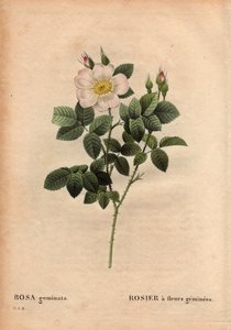 Botanická deska, květina, růže Odrůda: Růže s drahokamem. (Rosa geminata). Objeven profesorem Rau poblíž Wurzburgu v Německu před rokem 1820. V „“Les Roses“, svazek 2 od Pierre Joseph Redoute (1759-1840) od Pierre Joseph Redouté