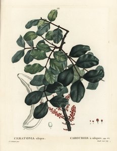 Johannisbrotbaum, Ceratonia siliqua. Handkolorierter Stich von Mixelle l