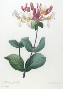 Chevre-feuille, z výběru nejkrásnějších květin a nejkrásnějších plodů, 1827 (ručně kolorovaná tečkovaná rytina)