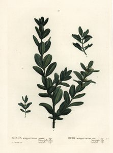 Budka obecná, buxus evropský nebo buxus, Buxus sempervirens (gigantea, heterophylla a leptophylla). Ručně kolorovaná tečkovaná rytina podle ilustrace Pierra-Josepha Redoute z Treat des Arbres et Shrustes, Paříž Henriho Louise Duhamela du Monceau od Pierre Joseph Redouté
