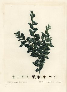 Budka obecná, buxus evropský nebo buxus, Buxus sempervirens fruticosa. Ručně kolorovaná tečkovaná rytina podle ilustrace Pierra-Josepha Redoute z Treat des Arbres et Shrustes, Paříž Henriho Louise Duhamela du Monceau od Pierre Joseph Redouté