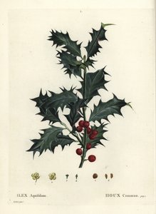 Stechpalme, Ilex aquifolium. Handkolorierter Stich nach einer Illustration von Pierre-Joseph Redouté aus Henri Louis Duhamel du Monceau