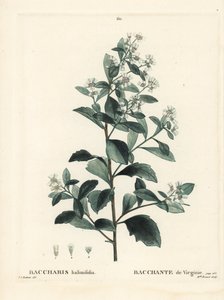 Baccharis východní, sysel, mořská myrta nebo slaninka, Baccharis halimifolia. Ručně kolorovaná tečkovaná rytina slečny Brenetové podle ilustrace Pierra-Josepha Redoutea z Treat des Arbres et Shrustes, Paříž Henriho Louise Duhamela du Moncel od Pierre Joseph Redouté