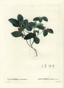 Čajovník východní, kostřava nebo zimostráz, Gaultheria procumbens. Ručně kolorovaná tečkovaná rytina od Tassaerta podle ilustrace Pierra-Josepha Redoute z Treat des Trees et Shrustes, Paříž Henriho Louise Duhamela du Moncel od Pierre Joseph Redouté