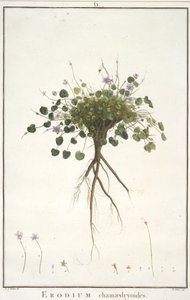 Erodium chamaedryoides, z geraniologie, nebo z historie Erodius, Pelargonii, Monsonia a Grieli, ilustrované ikonami, 1787-88 (ručně kolorovaná rytina) od Pierre Joseph Redouté