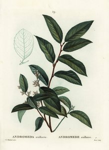 Fetterbush, Andromeda axillaris. Handkolorierte Punktstichgravur von Moret nach einer Illustration von Pierre-Joseph Redouté aus Henri Louis Duhamel du Moncels „Traité des Arbres et Arbustes“, Paris von Pierre Joseph Redouté