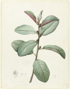 Ficus Rubiginosa