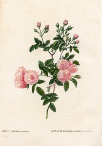 Masově růžová růžová multiflora, Rosa multiflora var. carnea, Rosier Multiflora s květy carnea. Ručně kolorovaná tečkovaná mědirytina z díla Pierra Josepha Redouta „“Les Roses,” Paris od Pierre Joseph Redouté