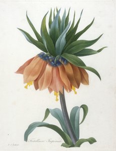 Fritillaire Imperiale, z výběru nejkrásnějších květin a nejkrásnějších plodů, 1827