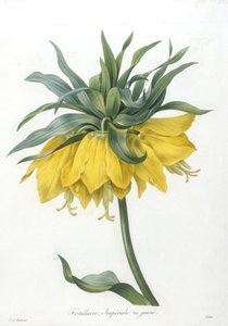 Fritillary, Imperiale žlutá odrůda, z Choice Of The Most Beautiful Flowers and Most Beautiful Fruits, 1827 (ručně kolorovaná tečkovaná rytina)