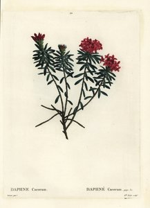 Věnec květ růžové zlato daphne, Daphne cneorum. Ručně kolorovaná tečkovaná rytina od slečny Roletové podle ilustrace Pierra-Josepha Redoutea z Treat des Arbres et Shrustes, Paříž Henriho Louise Duhamela du Moncel od Pierre Joseph Redouté