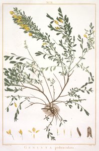 Genista pedunculata, z Stripes Nova nebo méně známé, 1784 (ručně kolorovaná rytina) od Pierre Joseph Redouté