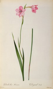 Gladiolus Hirsulus, z „Les Liliacees“, 1805 od Pierre Joseph Redouté