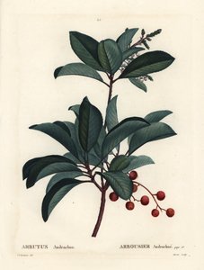 Griechischer Erdbeerbaum, Arbutus andrachne