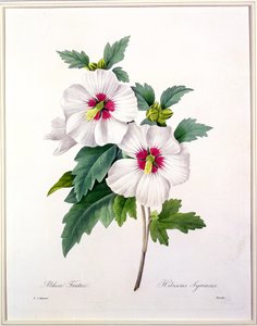 Hibiscus syriacus, vyrytý Bessinem, z „Výběr nejkrásnějších květin“, 1827