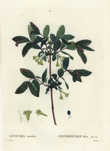 Honigbeere, Haskap-Beere, Blaufrüchtiges Geißblatt oder Süßbeere, Lonicera caerulea von Pierre Joseph Redouté