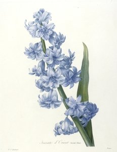Orientální hyacint, modrá odrůda, z výběru nejkrásnějších květin a nejkrásnějších plodů, 1827 (ručně kolorovaná tečkovaná rytina)