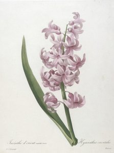Orientální růžová odrůda hyacintu, Hyacinthus orientalis, z Choice of the Most Beautiful Flowers and Most Beautiful Fruits, 1827 (ručně kolorovaná tečkovaná rytina)