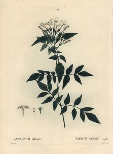 Jasmín, Jasminum officinale. Ručně kolorovaná tečkovaná rytina od Moreta podle ilustrace Pierre-Joseph Redoute z Treat des Arbres et Shrustes, Paříž Henriho Louise Duhamela du Moncel od Pierre Joseph Redouté