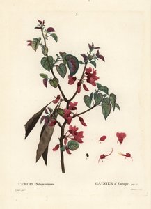 Jidášův strom, Cercis siliquastrum. Ručně kolorovaná tečkovaná rytina od Tassaerta podle ilustrace Pierre-Josepha Redoute z Treat des Trees et Shrustes, Paříž Henriho Louise Duhamela du Moncel od Pierre Joseph Redouté