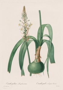 Die Liliengewächse: Ornithogalum longibracteatum